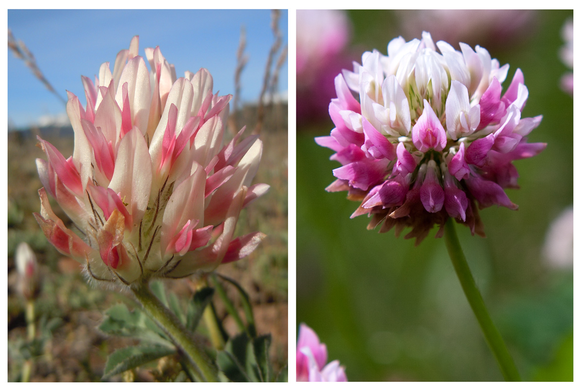 Two clovers side by side, one with a large white head, the other with a smaller rounder head 