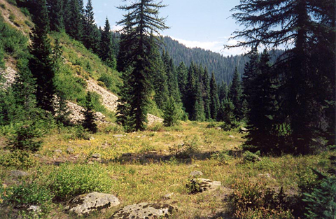 Photo of a small forest meadow