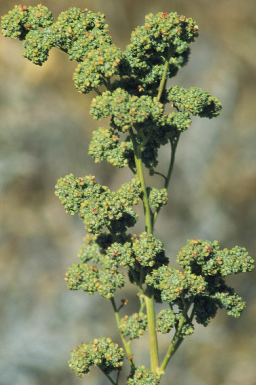 Pitseed Goosefoot with green inflorences that look like broccoli