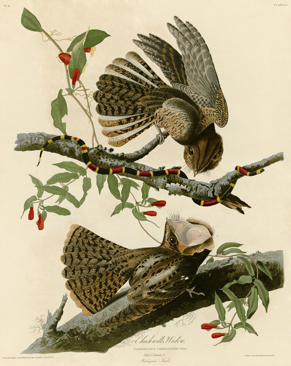 Two dark-colored birds