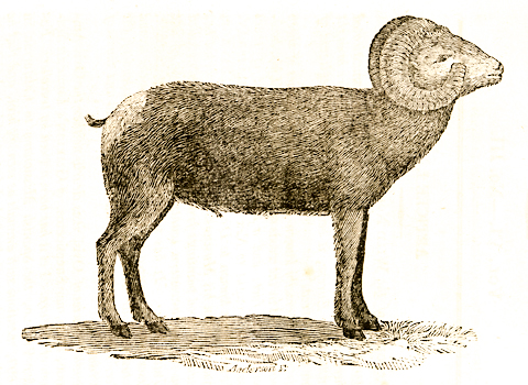 19th-century scientific illustration of a bighorn sheep
