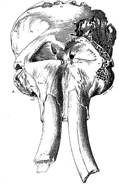 sketch of a mammoth skull with broken tusks