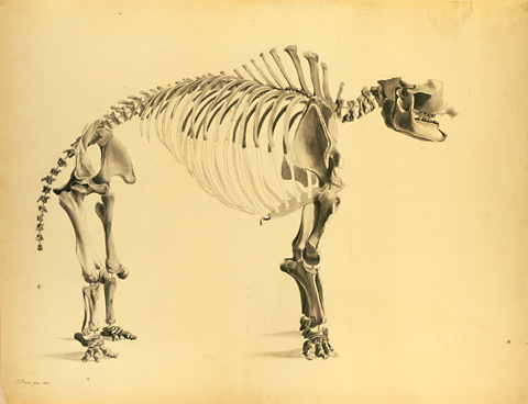 Mastodon reconstructed