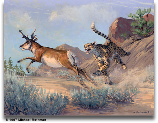 pronghorn being chased by a cheetah