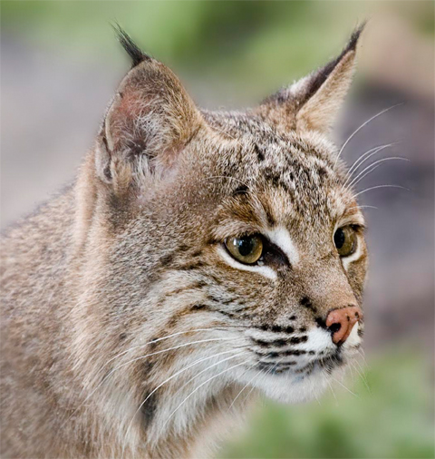 In this photo, the bobcat looks like a large house cat