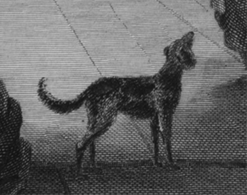 a medium-sized dog