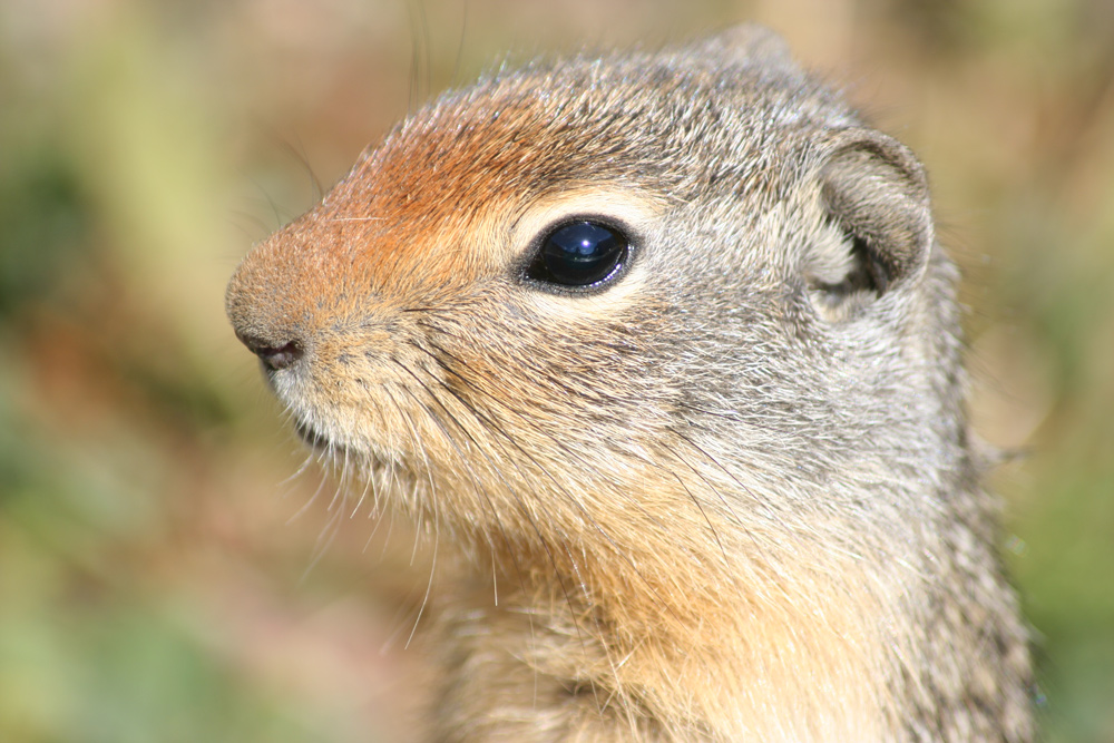 columbian ground squirrel