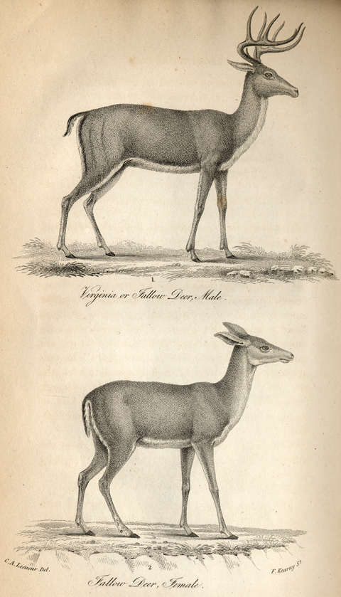 Godman, Fallow Deer