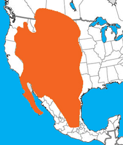 Map showing that the pronghorn antelope lived in most of the west and central United States and Mexico