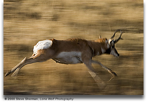 pronghorn