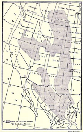 In 1900, pronghorn ranged from Canada to southern Mexico east of the Rocky Mountains