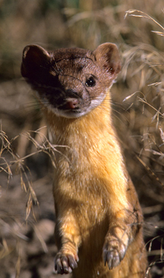 Stoat
