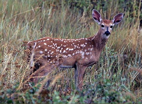 Whitetail fawn