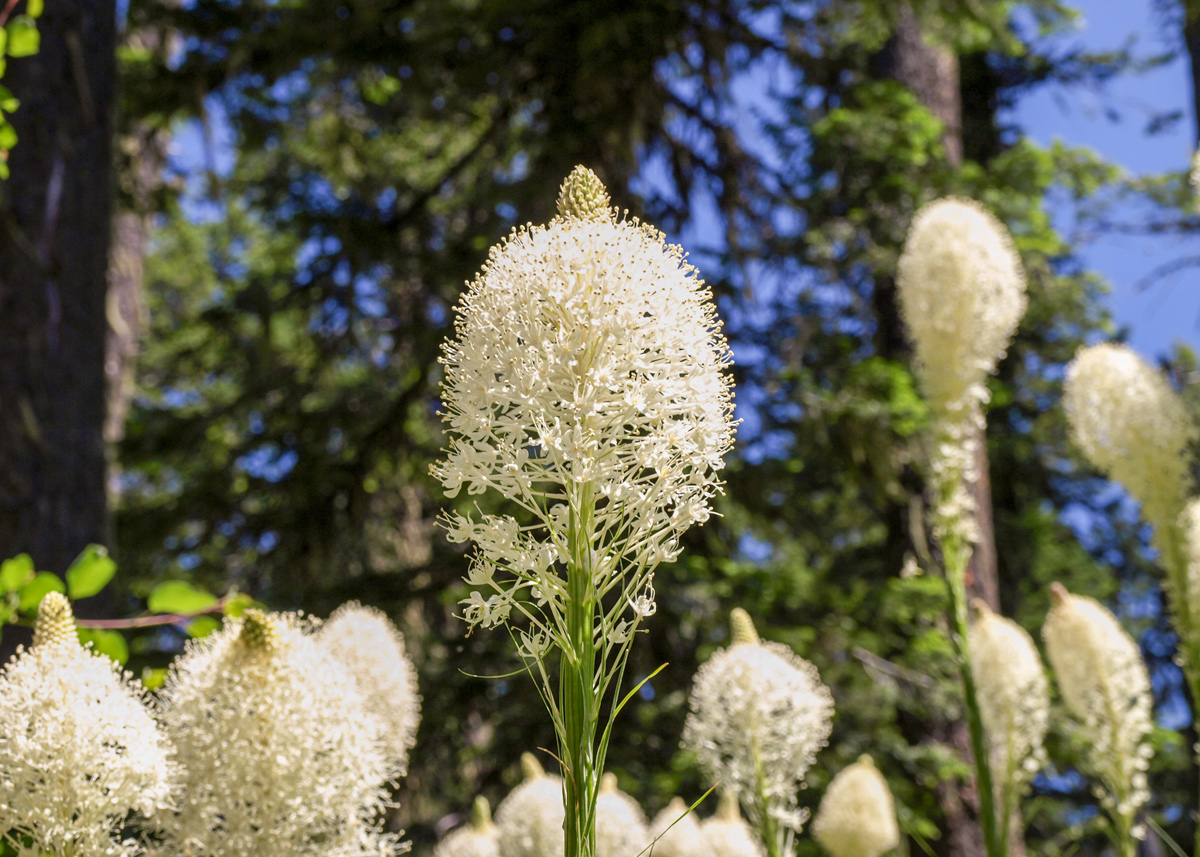 Tall stalks with large white infloresences