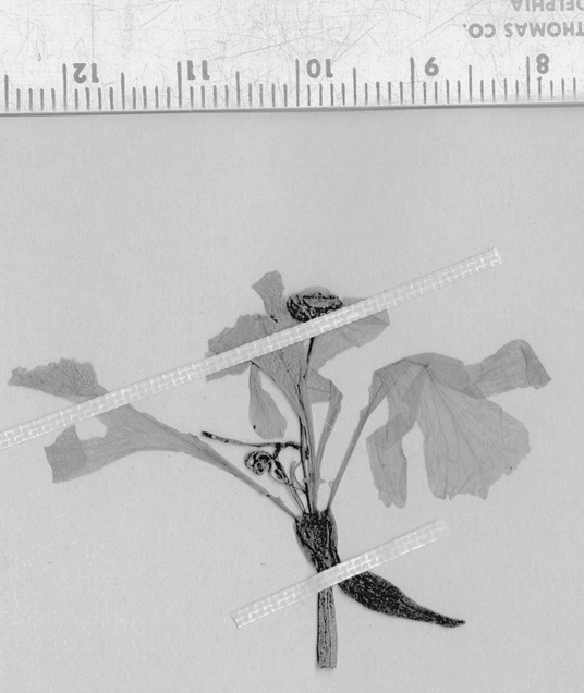 Dried bearberry specimen with 3-petal flower, each with deep lobed leaves