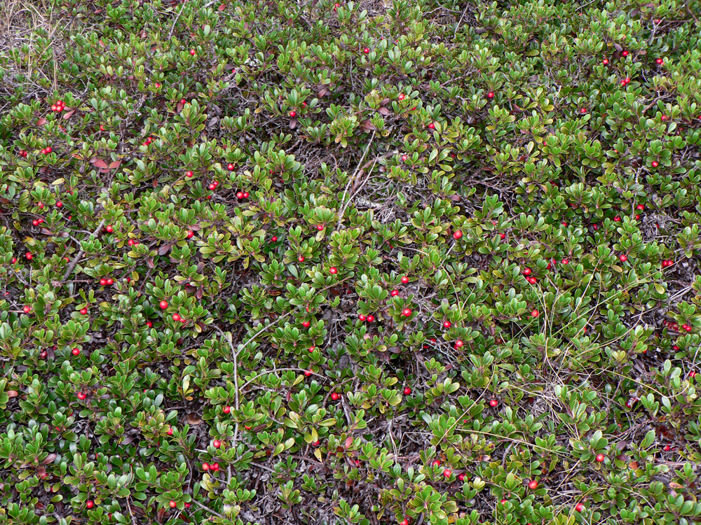bearberry plant with bright red berries and small, dark green leaves