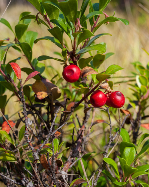 Small red berries with concave depressions