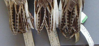 Photo of the Eastern meadowlark's tail feathers