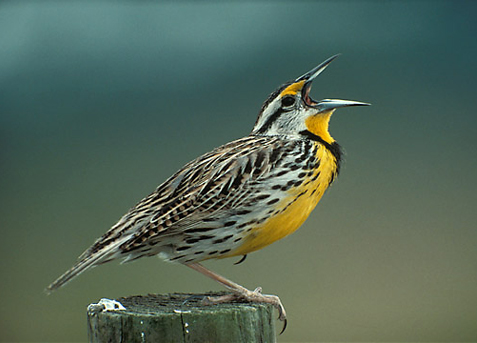 Eastern Meadowlark