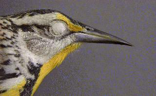 Eastern Meadowlark—Beak