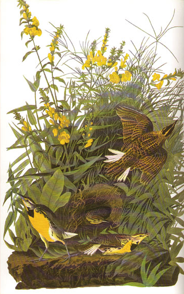 John James Audubon drawing of the Western Meadowlark