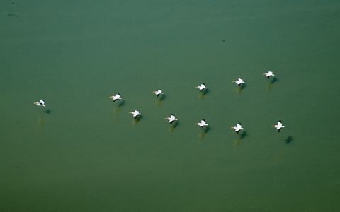 Pelicans flying low over the Missouri River in a 'V' formation