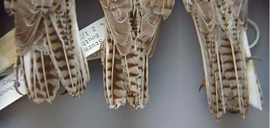 Photo of the Western meadowlark's tail feathers