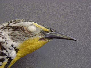 Western Meadowlark beak