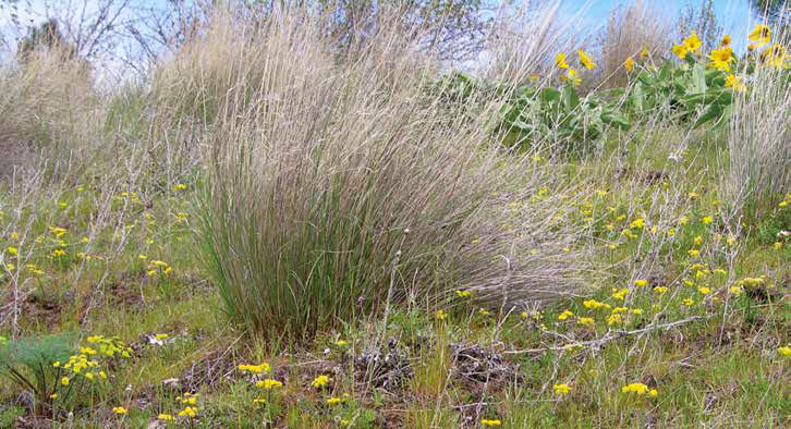 Tall grass over low plants with yellow umbels