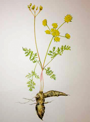 Scientific illustration of plant with yellow umbels and large, knobby root
