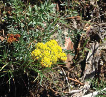 Low plant with many small yellow umbels