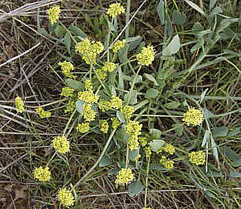 Low plant with larger and fewer yellow umbels