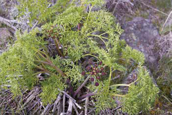 Low plant with lacey, fernlike leaves