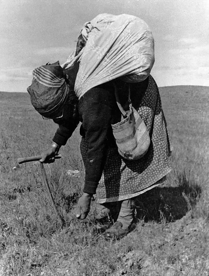 Indian women in cloth dress bending over a Lomatium canbyi plant