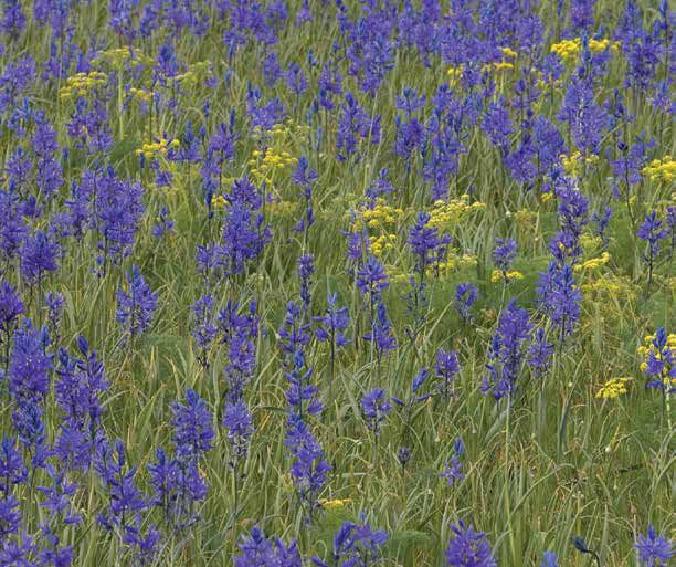 Field of purple camas lilies and yellow umbels