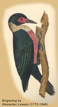 19th-century scientific illustration of a woodpecker with black wings and red breast