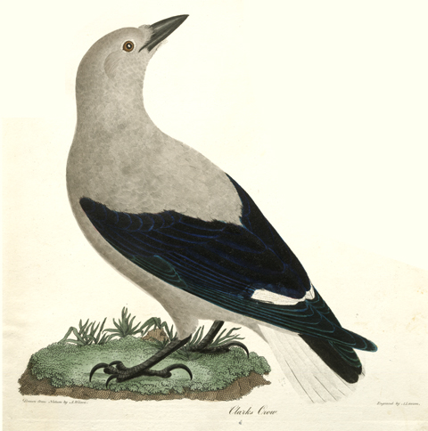 scientific illustration of Clark's nutcracker with colorful shading