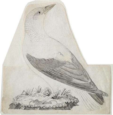 scientific illustration of Clark's nutcracker without shading