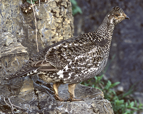 Blue grouse