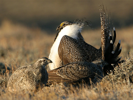 A large, showy male bird with a smaller, plainer female