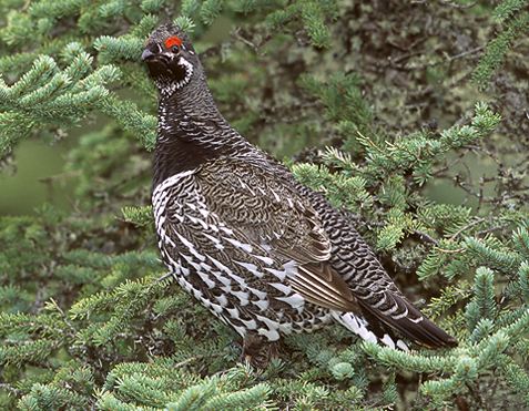 Spruce grouse