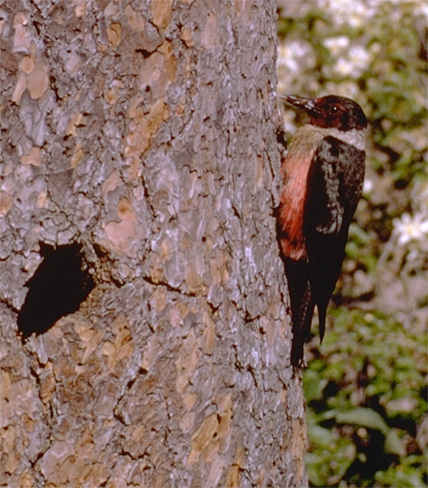 Photo of a woodpecker with red breast and blackwings pecking on a tree