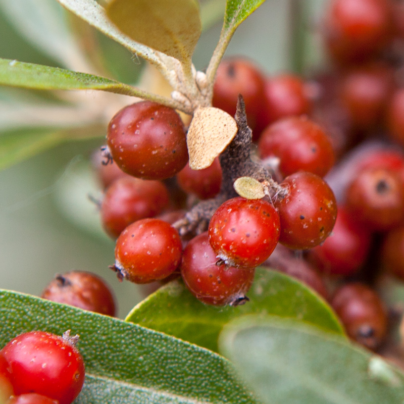 Small red berries and a single thorn