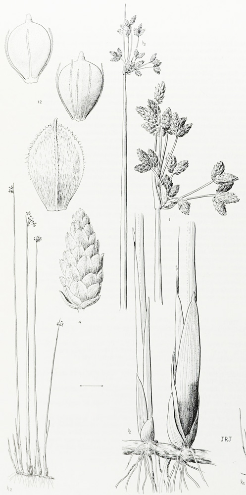 illustration of a tall redd-like bulrush