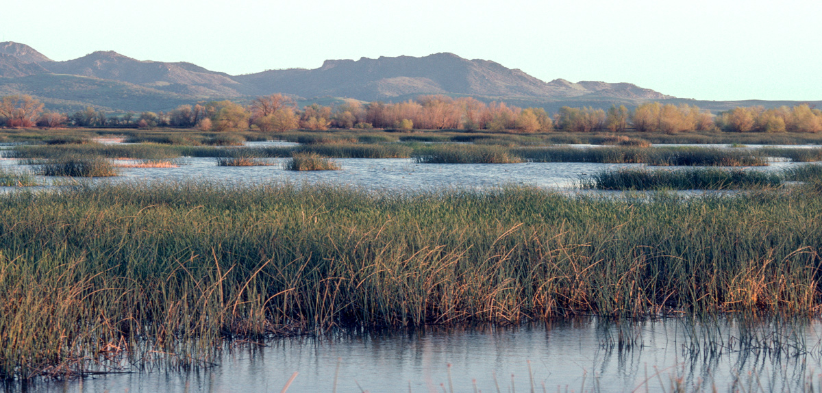 a small lake full of wild bulrush