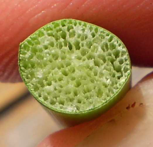 Green gel sits in cells in a bulrush stem