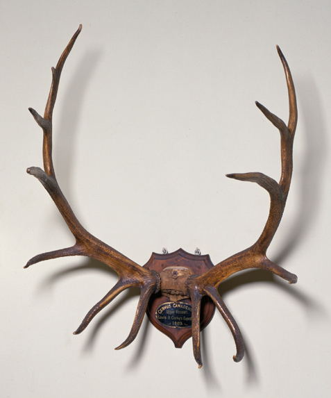 elk antlers brought back by lewis and clark