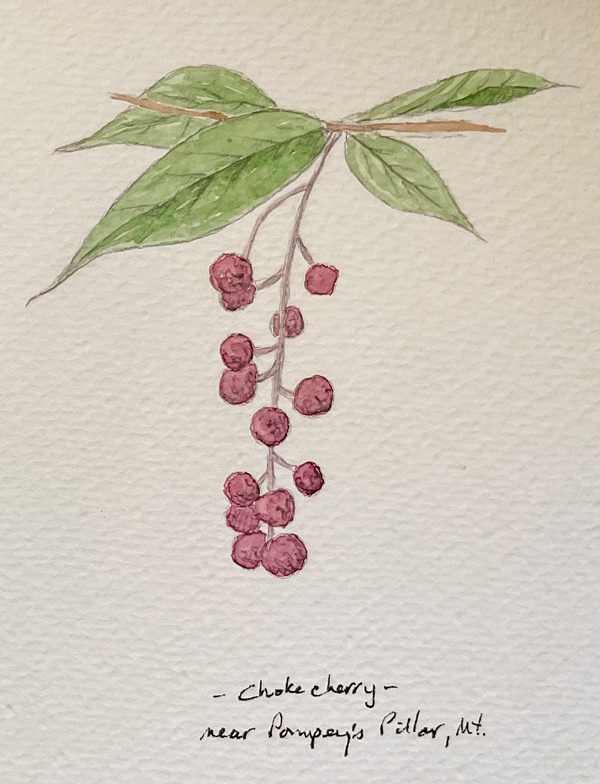 watercolor of common chokecherry