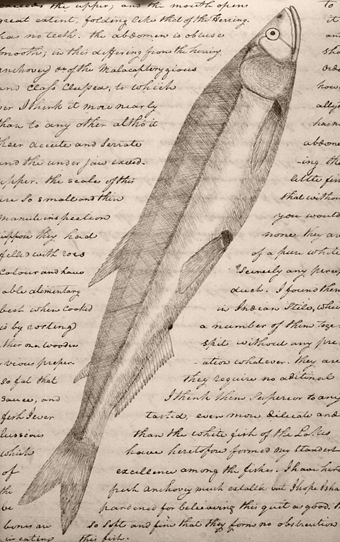 life-size drawing of a small fish