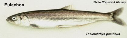 photo of a eulachon